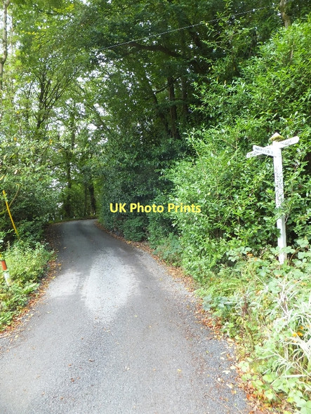 Photo 6"x4" Road rising through High Wood from Cove Bridge Cove\/SS9519 c2011