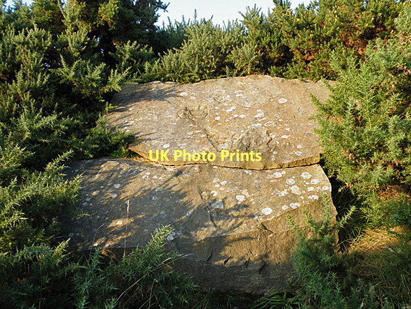 Photo 6"x4" Fossil Trackway Duffus c2011
