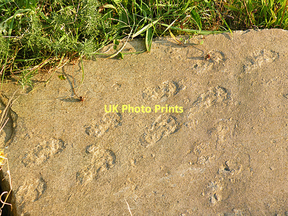 Photo 6"x4" Fossil Trackway Duffus c2011