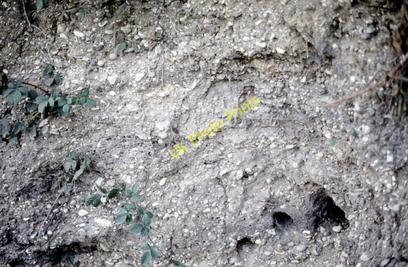 Photo 6"x4" Pebble gravel, Fingringhoe Wick nature reserve South Green\/TM0319 c1987