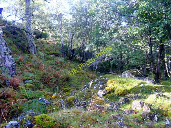 Photo 6"x4" Woodland,   Glen Strathfarrar. Struy c2009