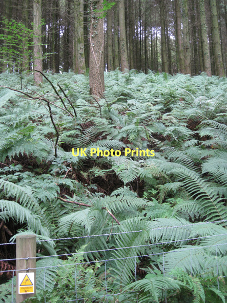 Photo 6"x4" Fenced-off area in Birch Cleave Wood  Hennock c2011