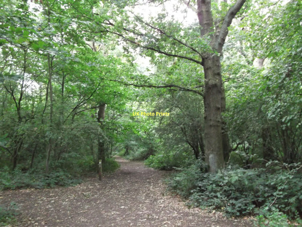Photo 6"x4" Green Chain Walk in Eltham Park North Eltham c2011