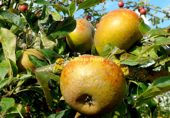 Photo 6"x4" Early Russets Bromsash c2011