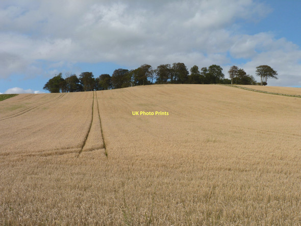 Photo 6"x4" Trees beyond the barley Colinsburgh c2011