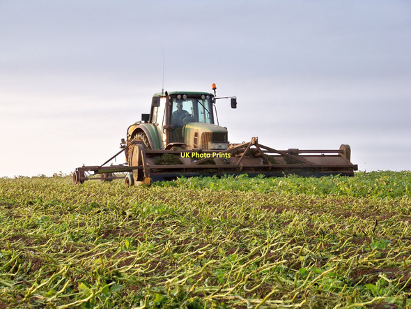 Photo 6"x4" Topping Potato Haulm - Image 2 Lambden c2011