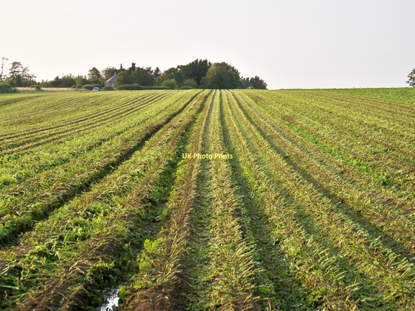 Photo 6"x4" Haulm-topped Potato Field Lambden c2011