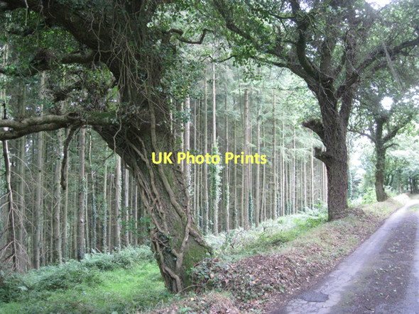 Photo 6"x4" Roadside oaks at the edge of Fleetwood Plantation  Bennah c2011