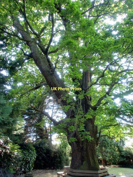 Photo 6"x4" Minchenden Oak, Southgate, London N14 Friern Barnet c2011 P1