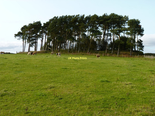 Photo 6"x4" Copse and cattle Woodside\/NO4207 c2011