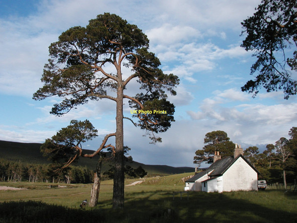 Photo 6"x4" Luibeg Cottage, Mar Lodge Estate, Cairngorms Luibeg c2005