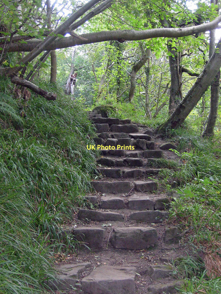 Photo 6"x4" Steps on the path through Blue Ber Wood Green End\/NZ8203 c2011