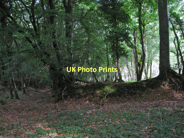 Photo 6"x4" Corner of a hedgebank, Canonteign Down  Hennock c2011