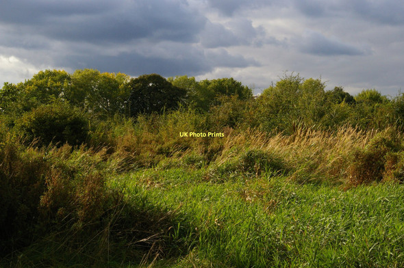 Photo 6"x4" Wetlands area, Morden Hall Park Morden\/TQ2568 c2011
