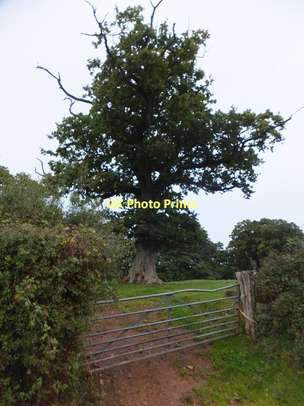 Photo 6"x4" A solitary tree in a field beside Hensleigh Road Tiverton\/SS9512 c2011