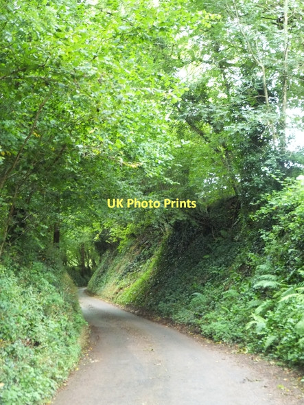 Photo 6"x4" Beside Huntland Wood Little Silver\/SS9109 c2011