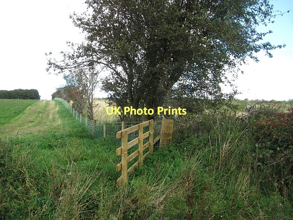 Photo 6"x4" Young woodland Fenton\/NT9733 c2011