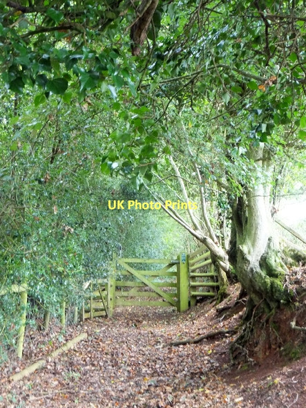 Photo 6"x4" Bridleway to east of Fairview and Little Silver Little Silver\/SS9109 c2011