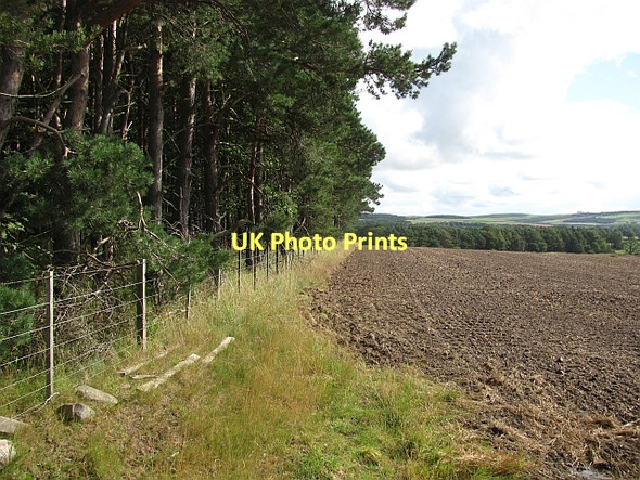 Photo 6"x4" Woodland edge Fenton\/NT9733 c2011