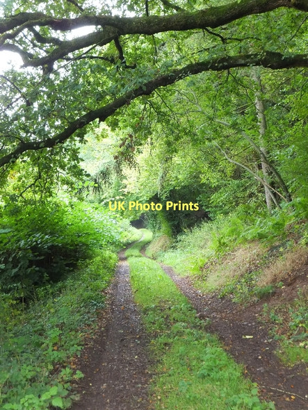 Photo 6"x4" Bridleway south of Ashliford, on the way to Cadeleigh Little Silver\/SS9109 c2011