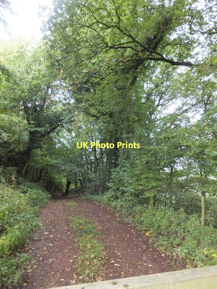 Photo 6"x4" Bridleway entering woodland south of Ashliford Cadeleigh c2011