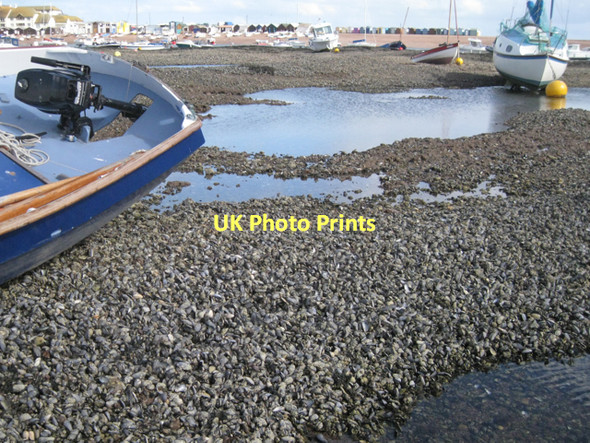 Photo 6"x4" On the Salty: 18  Teignmouth c2011