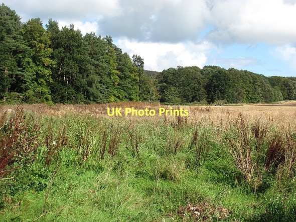 Photo 6"x4" Woodland edge, Fenton Fenton\/NT9733 c2011