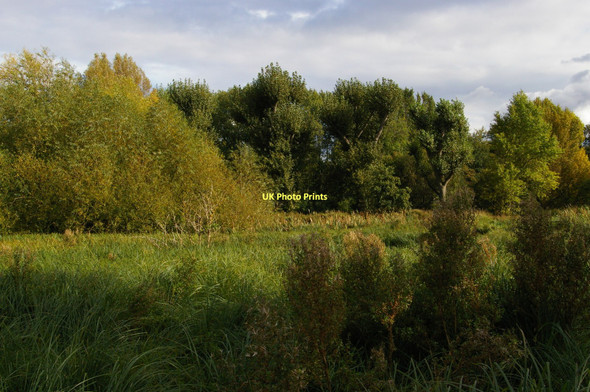 Photo 6"x4" Wetlands area, Morden Hall Park Morden\/TQ2568 c2011