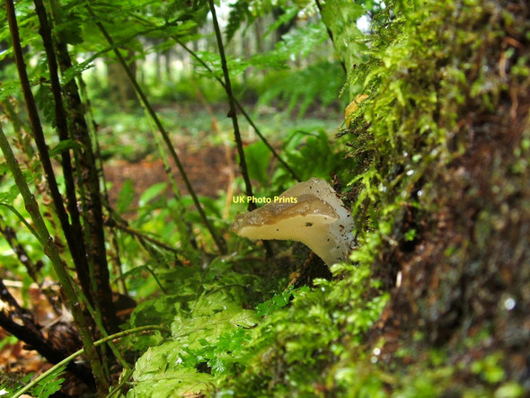 Photo 6"x4" Jelly Tongue fungus (Pseudohydnum gelatinosum) Dumbarton c2011