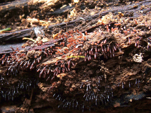 Photo 6"x4" A slime mould - Stemonitopsis typhina Dumbarton c2011