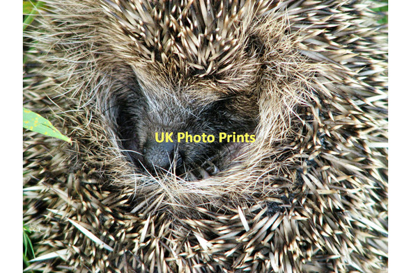 Photo 6"x4" Young hedgehog (Erinaceus europaeus) Metfield c2011