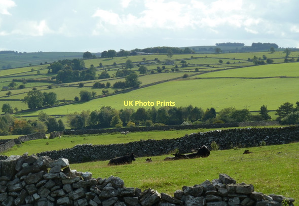 Photo 6"x4" Grazing land above Lathkill Dale Bakewell c2011