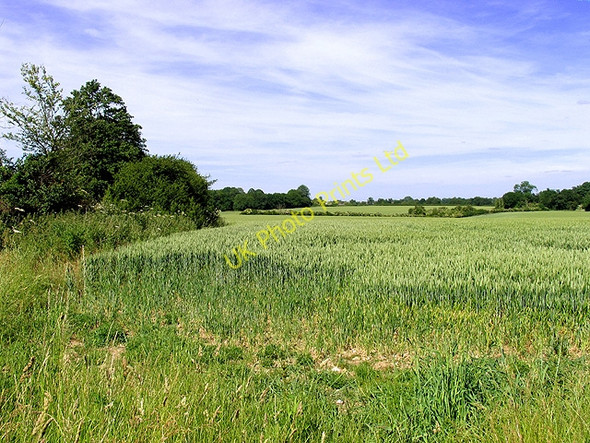Photo 6"x4" Wheat growing on farmland near Southfields Four Points c2005