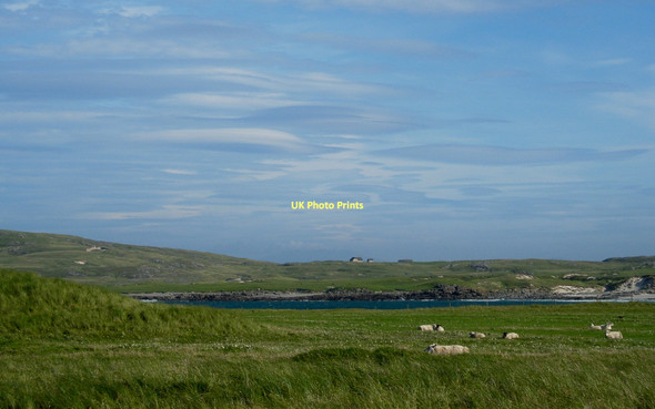 Photo 6"x4" Sheep on the machair Tangasdal c2006