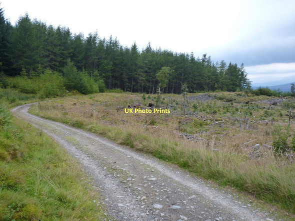 Photo 6"x4" Forest track, Leanachan Inverroy c2011