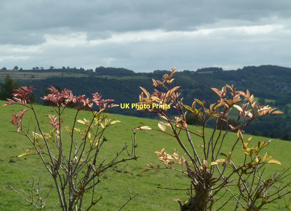 Photo 6"x4" Field above Rowsley Rowsley c2011