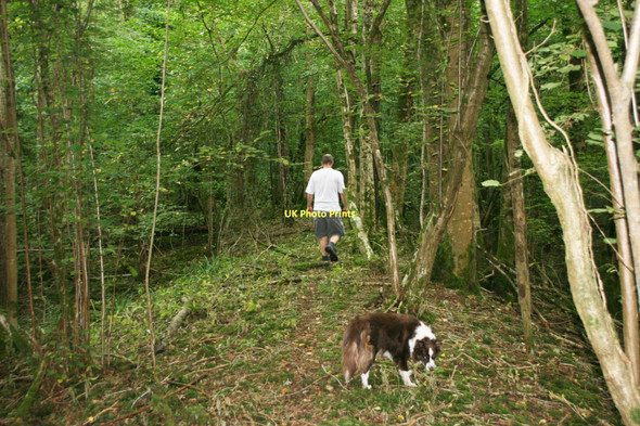 Photo 6"x4" Orchard Wood Iron Age Hill Fort Heale\/ST2419 c2011