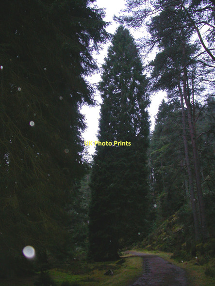 Photo 6"x4" Forest track by Uath Lochans Insh\/NH8101 c2005