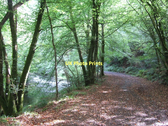 Photo 6"x4" Riverside track in Houndsmoor Wood Cheriton Cross\/SX7792 c2011
