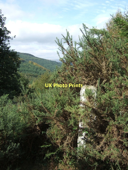 Photo 6"x4" Memorial to a forester in Houndsmoor Wood Cheriton Cross\/SX7792 c2011