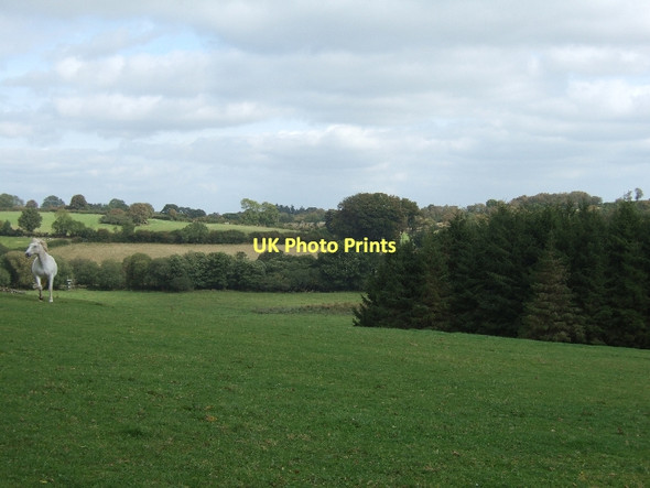 Photo 6"x4" Grassland and woodland north of Moretonhampstead Moretonhampstead c2011
