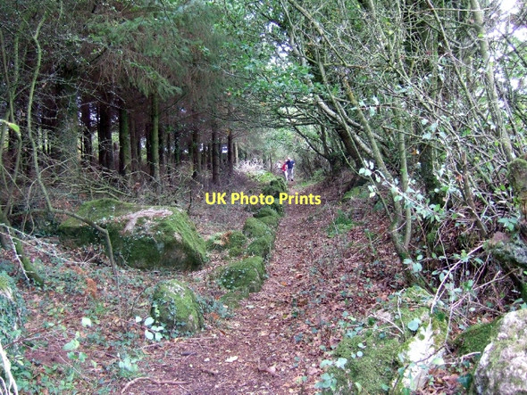 Photo 6"x4" Path through woods near Coombe Court Moretonhampstead c2011