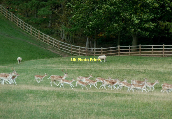 Photo 6"x4" Deer running across Chatsworth Park Dunsa c2011