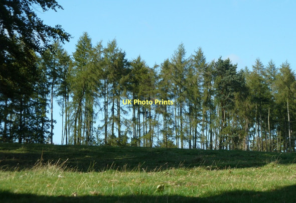 Photo 6"x4" Line of trees above Edensor Dunsa c2011