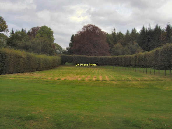 Photo 6"x4" Bushes - Squerryes Court Goodley Stock c2011