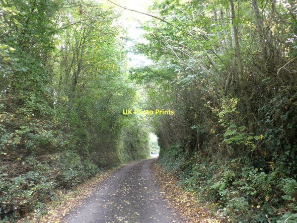 Photo 6"x4" Tree-lined Stoford Lane Budleigh c2011