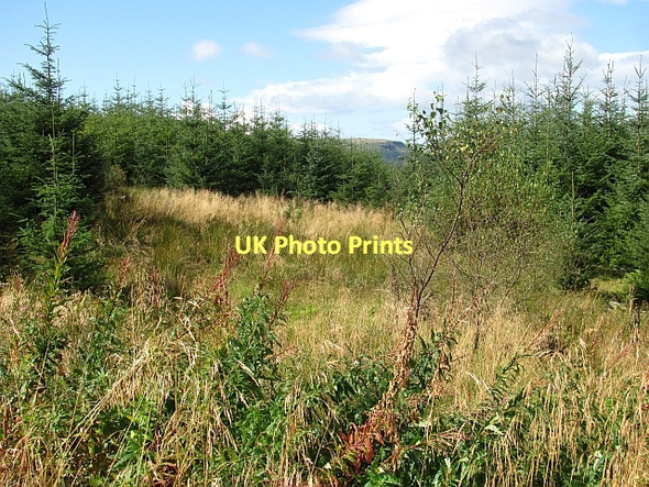 Photo 6"x4" Young woodland, Carron Valley Little Bin\/NS6782 c2011