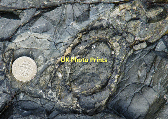 Photo 6"x4" Nodule in Mudstone Kilchattan Bay\/NS1055 c2011