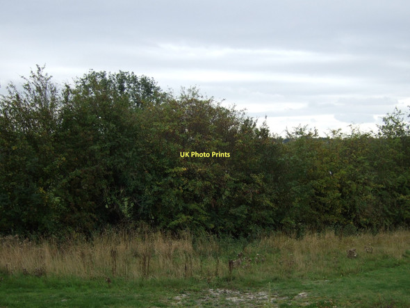 Photo 6"x4" Hedgerow, High Ackworth Hessle\/SE4317 c2011