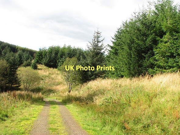 Photo 6"x4" Carron Valley Forest Carron Valley Reservoir c2011